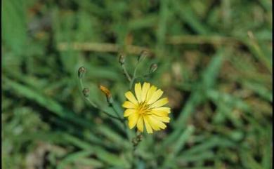 Ixeris chinensis (Thunb.) Kitag. 兔仔菜