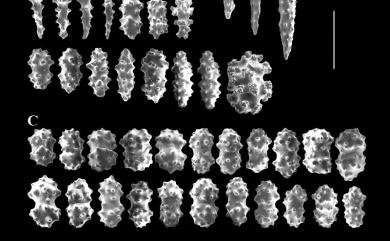 Klyxum rotundum (Thomson & Dean, 1931) 厚實葇荑軟珊瑚