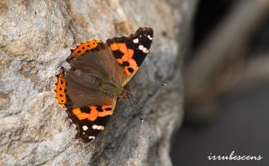 Vanessa indica (Herbst, 1794) 大紅蛺蝶