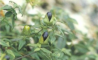 Cucubalus baccifer L. 狗筋蔓