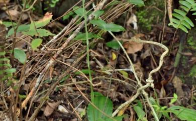 Habenaria longiracema 長穗玉鳳蘭