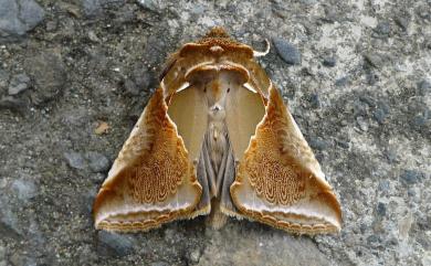 Habrosyne indica formosana Werny, 1966 印華波紋蛾