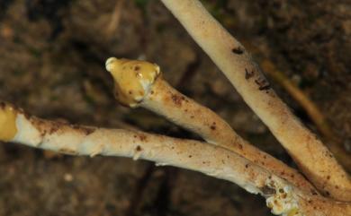 Ophiocordyceps sobolifera (Hill ex Watson) G.H. Sung, J.M. Sung, Hywel-Jones & Spatafora 蟬花蟲草