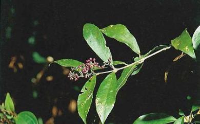 Callicarpa remotiserrulata 疏齒紫珠