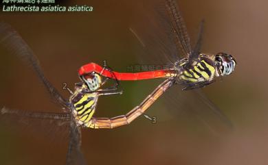 Lathrecista asiatica asiatica (Frbricius, 1798) 海神蜻蜓