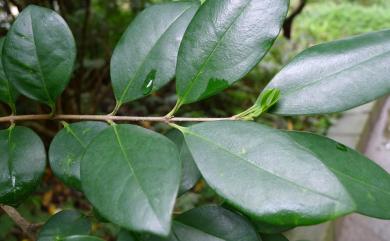 Ligustrum liukiuense 日本女貞