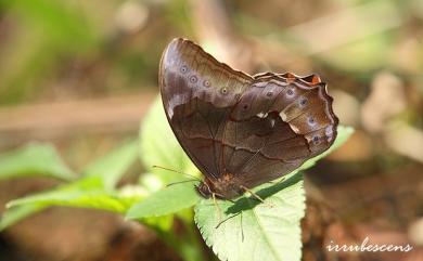 Lethe chandica ratnacri Fruhstorfer, 1908 曲紋黛眼蝶