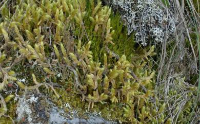 Rhytidium rugosum (Hedw.) Kindb., 1883 垂枝苔