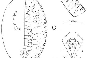 Rhachisphora koshunensis (Takahashi, 1933) 恆春脊粉蝨