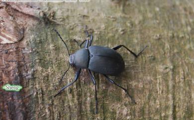 Plesiophthalmus formosanus Miwa, 1939 鈍光迴木蟲