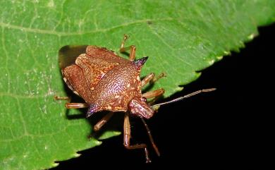 Eocanthecona parva (Distant, 1902) 小厲椿象