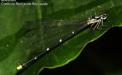 Coeliccia flavicauda flavicauda 黃尾琵蟌