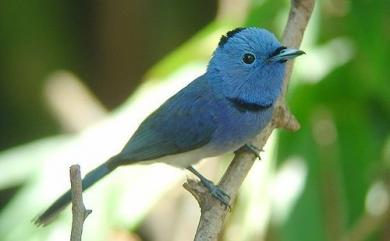 Hypothymis azurea oberholseri Stressmann, 1913 黑枕藍鶲(台灣亞種)