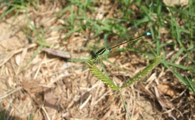 Ischnura senegalensis (Rambur, 1842) 青紋細蟌