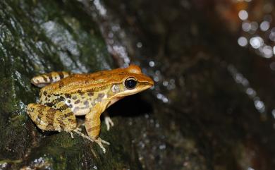 Hylarana latouchii (Boulenger, 1899) 拉都希氏赤蛙