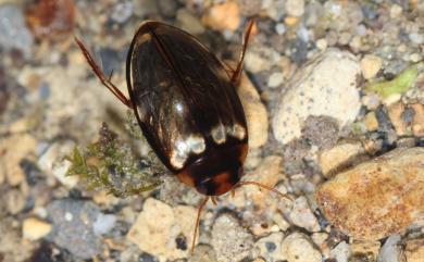 Lacconectus formosanus (Kamiya, 1938) 臺灣橙色扁龍蝨