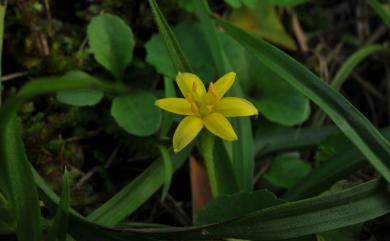 Hypoxis aurea Lour. 小金梅葉