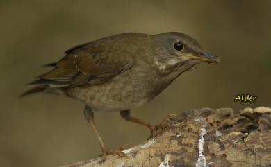 Turdus pallidus J. F. Gmelin, 1789 白腹鶇
