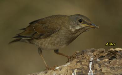 Turdus pallidus J. F. Gmelin, 1789 白腹鶇