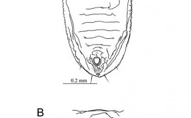 Tetraleurodes oplismeni Takahashi, 1934 求米草粉蝨