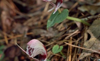 Corybas taliensis 杉林溪盔蘭