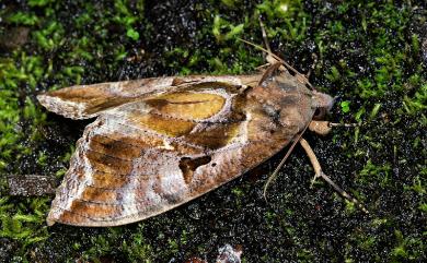 Eudocima phalonia (Linnaeus, 1763) 落葉夜蛾