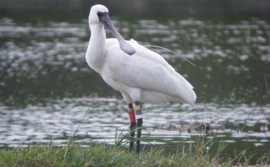 Platalea minor Temminck & Schlegel, 1849 黑面琵鷺