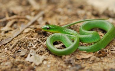 Cyclophiops major (Günther, 1858) 青蛇