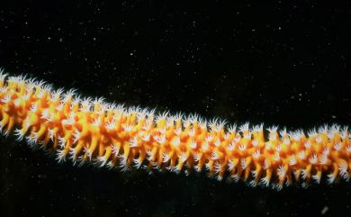 Viminella juncelloides (Stiasny, 1938) 長柔鞭珊瑚