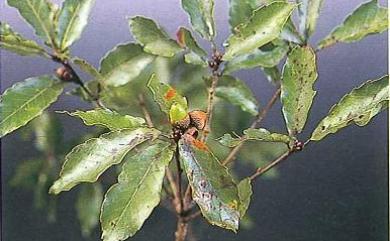 Castanopsis indica 印度苦櫧