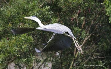 Ardea cinerea jouyi Clark, 1907 蒼鷺