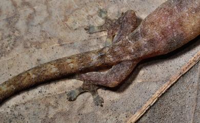 Hemiphyllodactylus typus Bleeker, 1860 半葉趾蝎虎