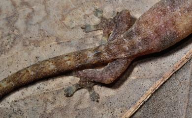 Hemiphyllodactylus typus Bleeker, 1860 半葉趾虎