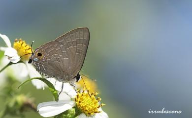 Deudorix epijarbas menesicles Fruhstorfer, 1912 玳灰蝶