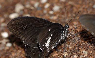 Papilio castor formosanus Rothschild, 1896 無尾白紋鳳蝶