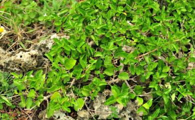 Premna hengchunensis 恆春臭黃荊