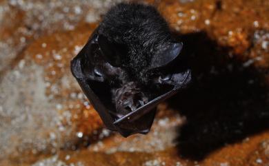 Rhinolophus formosae Sanborn, 1939 臺灣大蹄鼻蝠