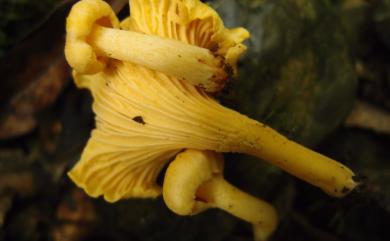 Cantharellus cibarius Fr. 雞油菌