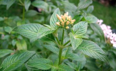 Pentas lanceolata 繁星花