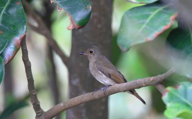 Cyanoptila cyanomelana cyanomelana (Temminck, 1829) 白腹琉璃