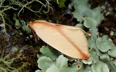 Parabapta obliqua Yazaki, 1989 斜澄線尺蛾