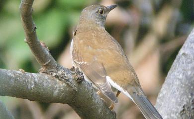 Turdus pallidus J. F. Gmelin, 1789 白腹鶇