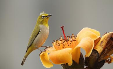 Zosterops japonicus Temminck & Schlegel, 1847 日菲繡眼