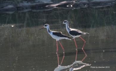 Himantopus himantopus (Linnaeus, 1758) 高蹺鴴