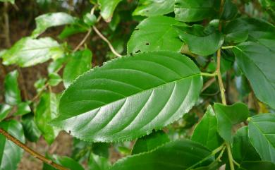 Rhamnus formosana 桶鉤藤