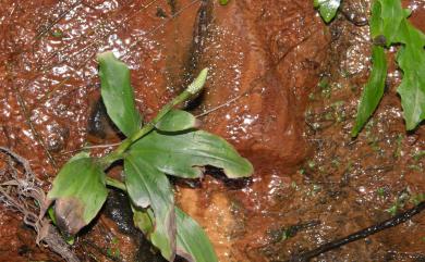 Goodyera procera 穗花斑葉蘭