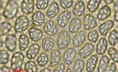 Plagiochila flexuosa Mitt. 長葉羽蘚