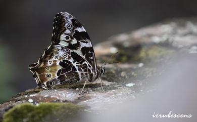 Neope armandii lacticolora (Fruhstorfer, 1908) 白斑蔭眼蝶