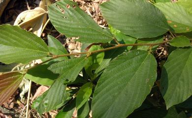 Flemingia strobilifera (L.) R. Br. 佛來明豆