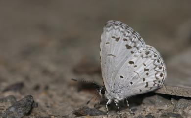 Celatoxia marginata (de Nicéville, 1884) 白紋琉灰蝶